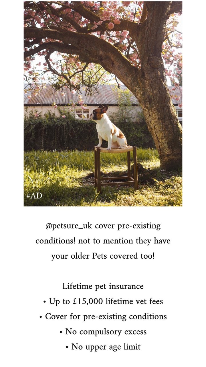 Petsure campaign story by @brixton_the_frenchie — French Bulldog under blossom tree, #AD